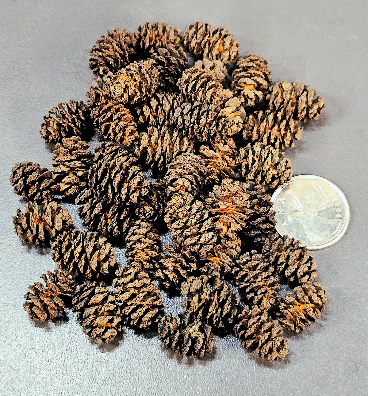 Mini cônes d'aulne (0.5oz)