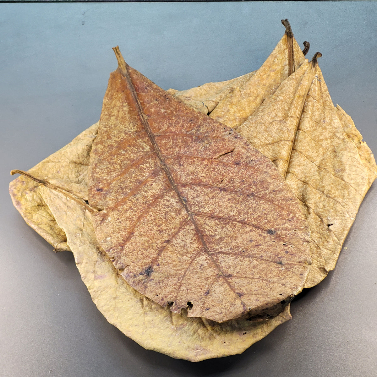 Feuilles de Catappa (0.5 oz)