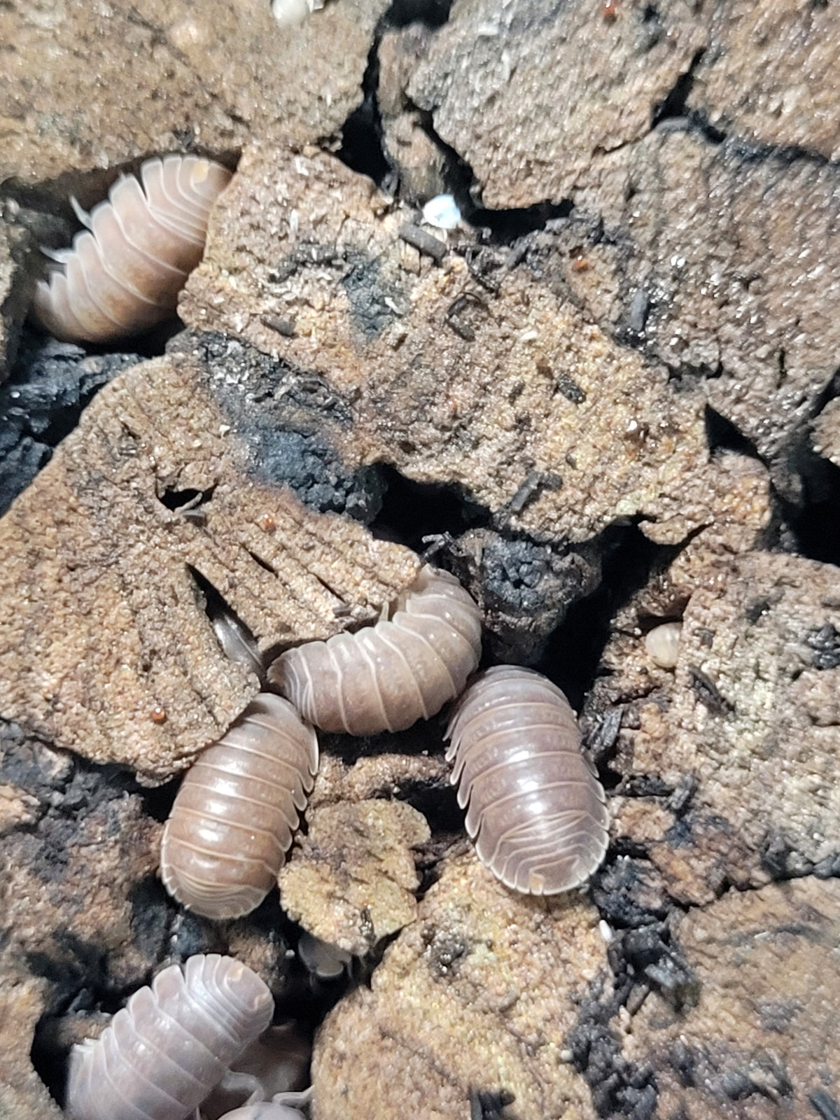 Cubaris Murina ''little sea''