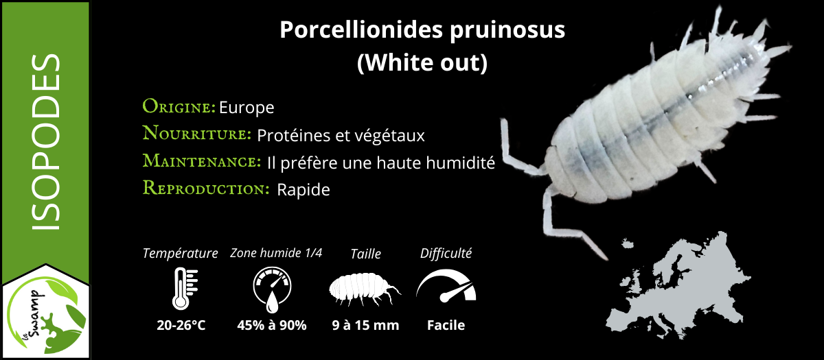 Porcellionides Pruinosus White Out