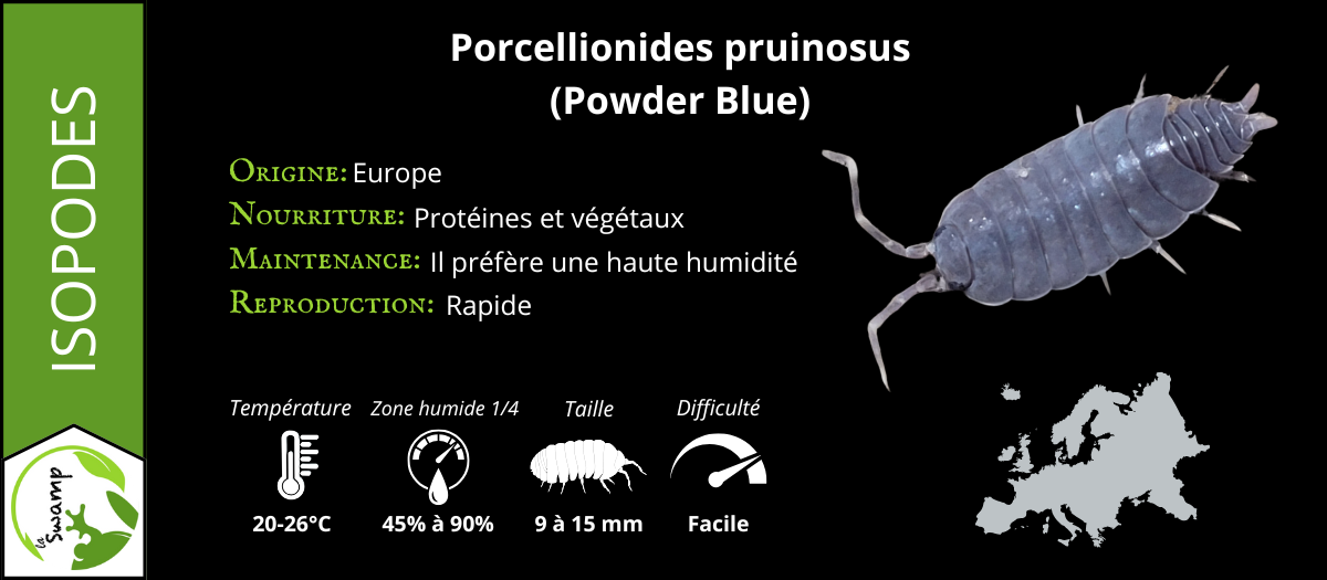 Porcellionides Pruinosus Blue Powder