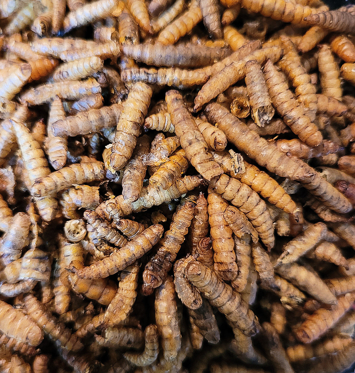 Larve de mouches soldat séchées (35g)