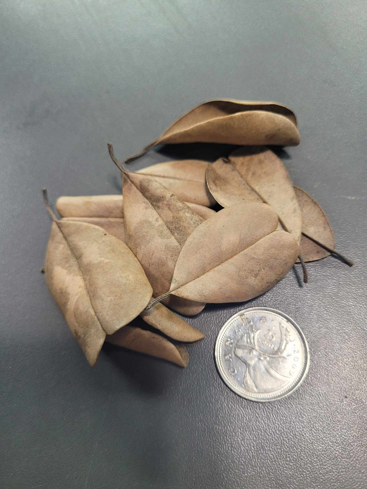 Feuilles de Palu (0.5 oz)