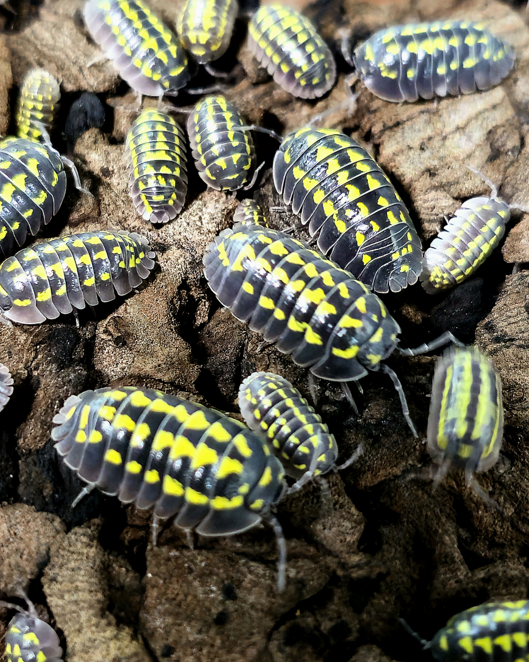 Armadillidium Gestroi