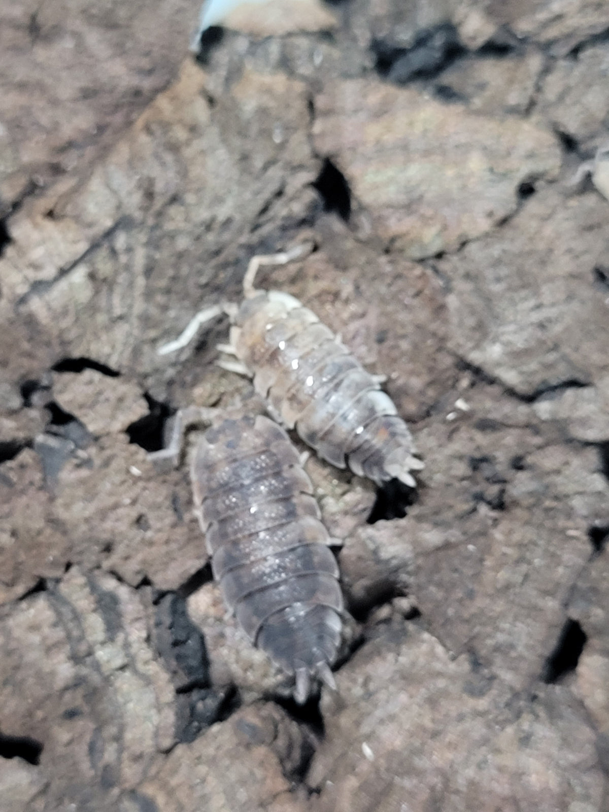 Porcellio Scaber Koi