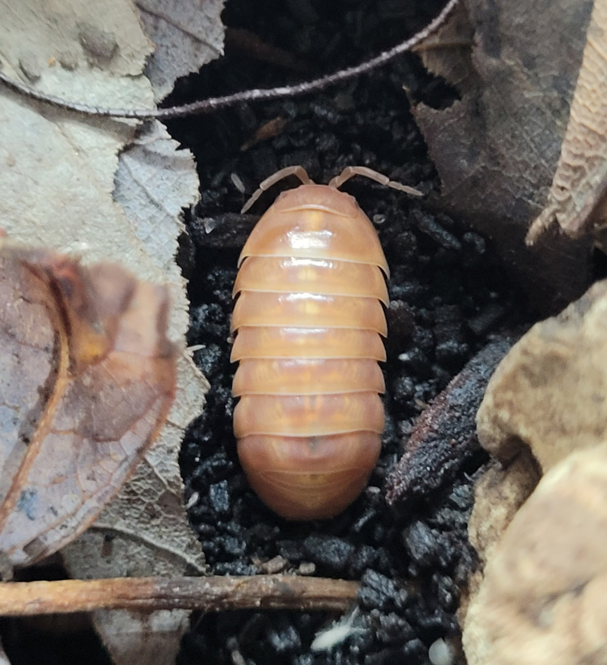 Armadillidium Vulgare Tangerine