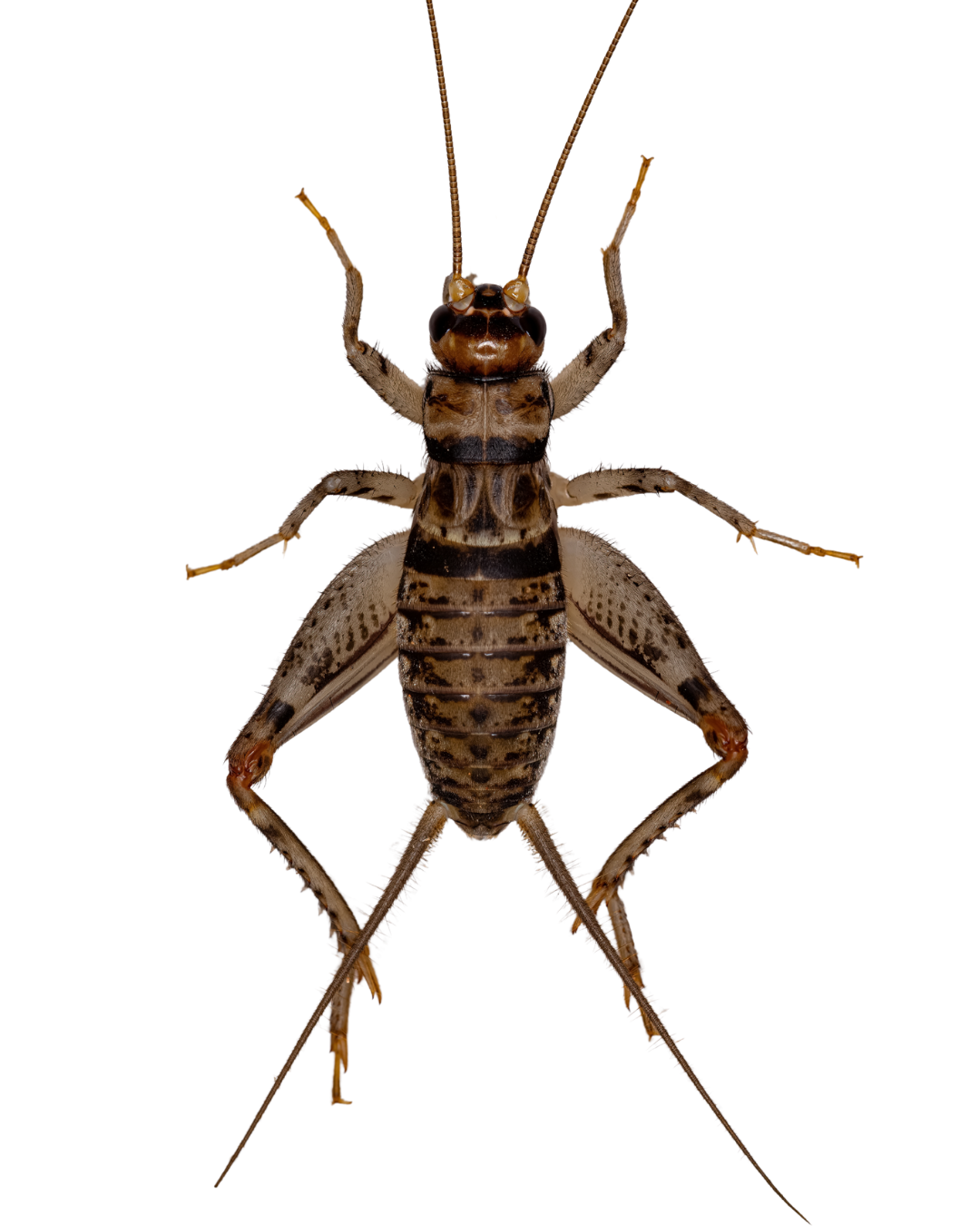 Insectes Nourriciers