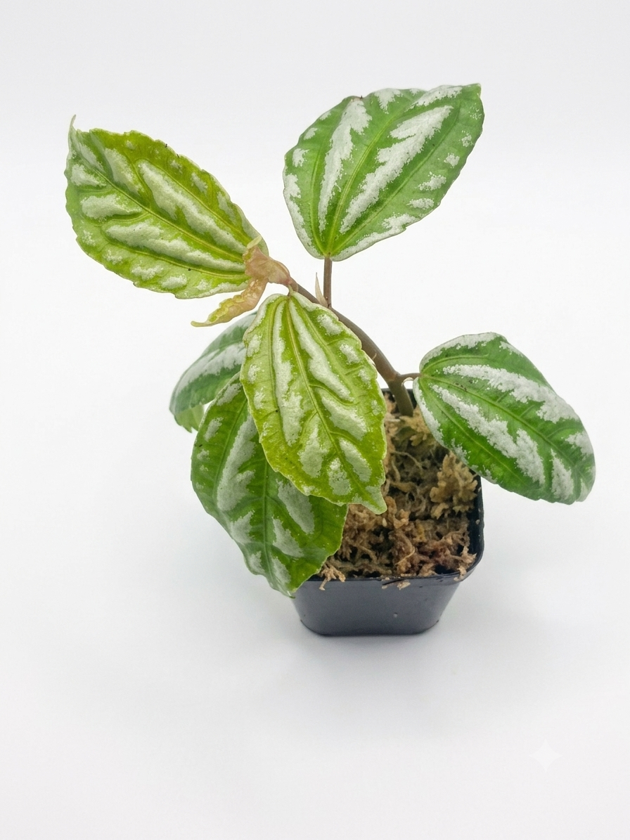 Plantes