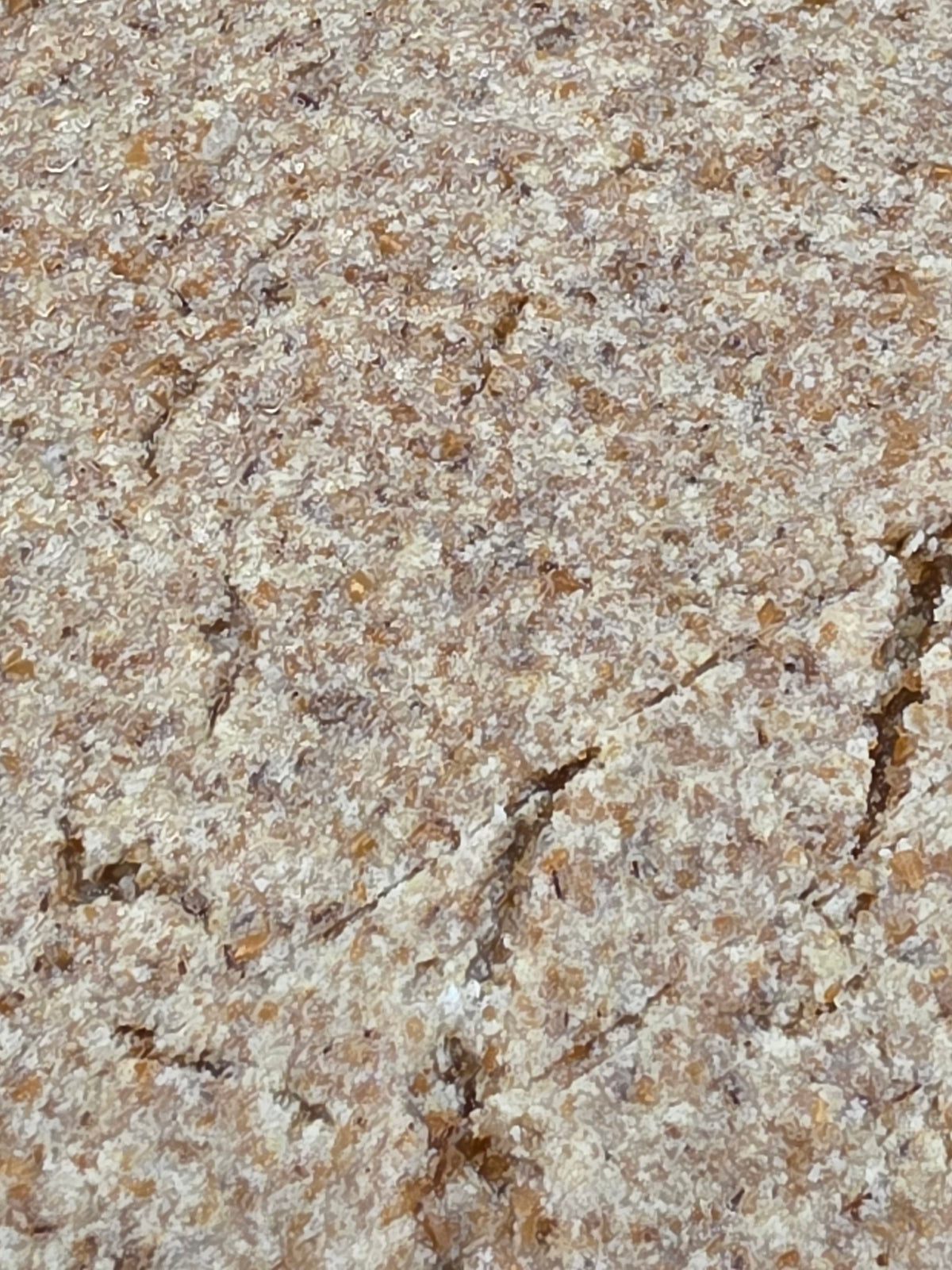 Nourriture à vers Goliath 8oz (1/2lb)