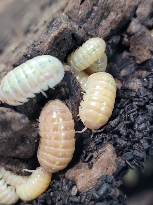 Armadillidium Vulgare Albino T+