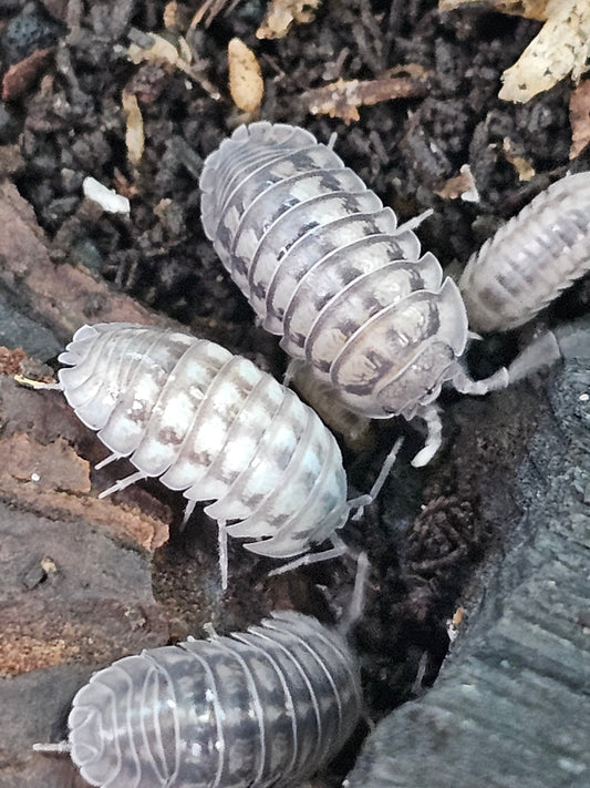 Armadillidium Paraccea