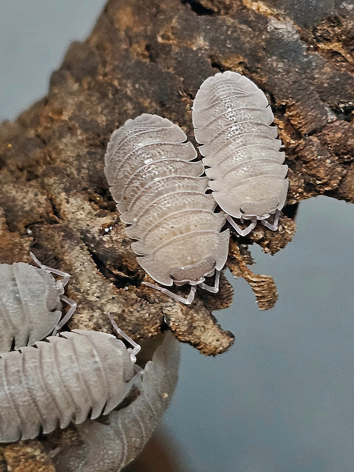 Armadillidium Sandstone