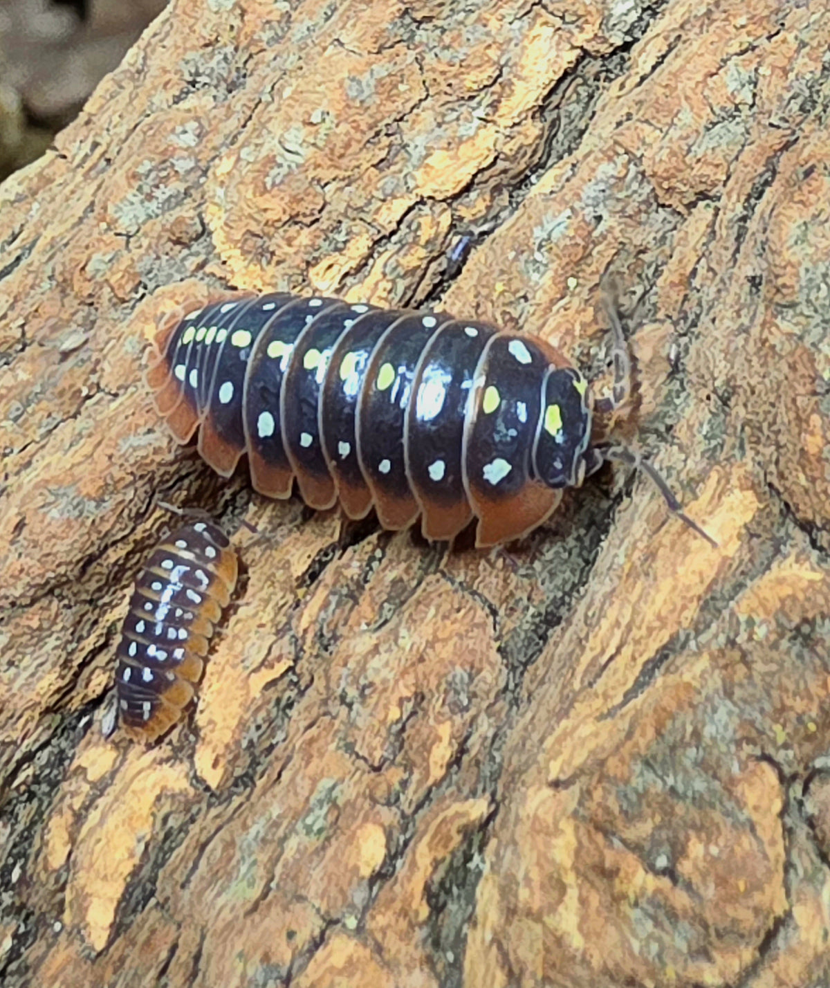 Armadillidium klugii 'Montenegro' (12+)