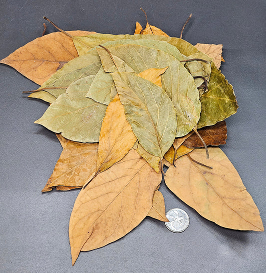 Feuilles d'avocatier (0.5oz)