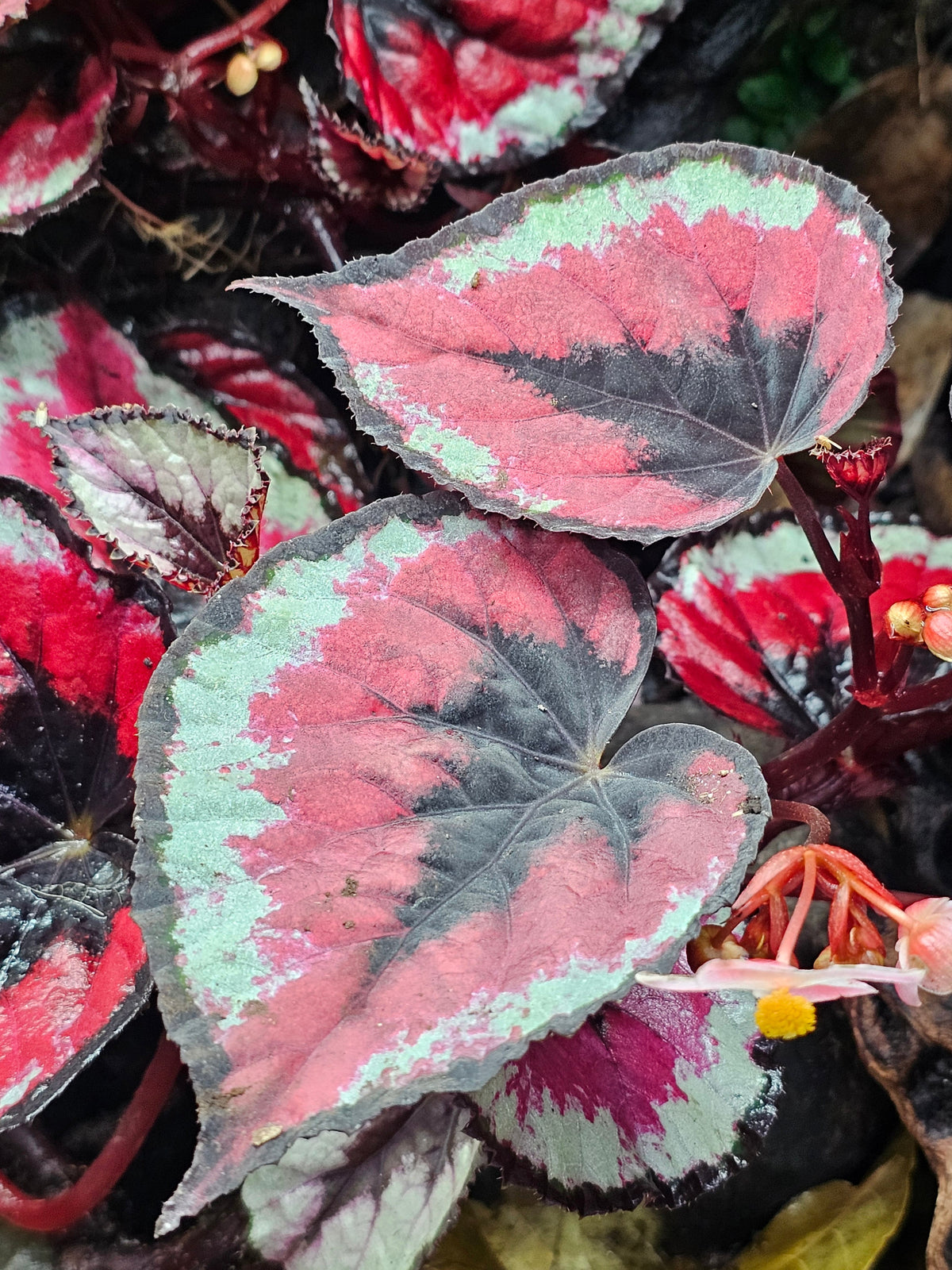 Begonia Rex ''Red kiss''
