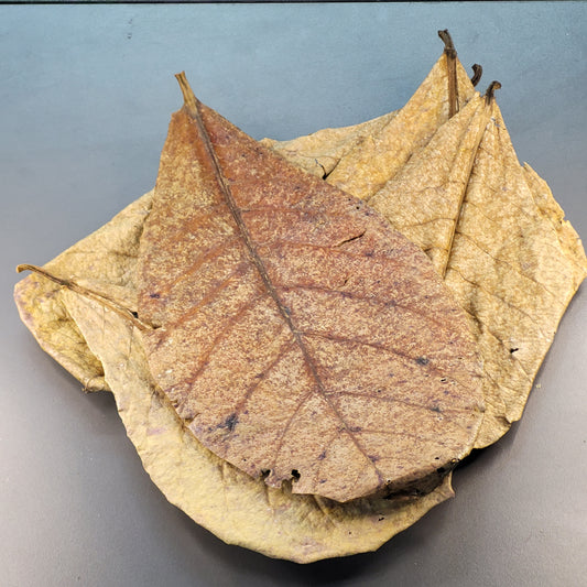 Feuilles de Catappa (1.5 oz)