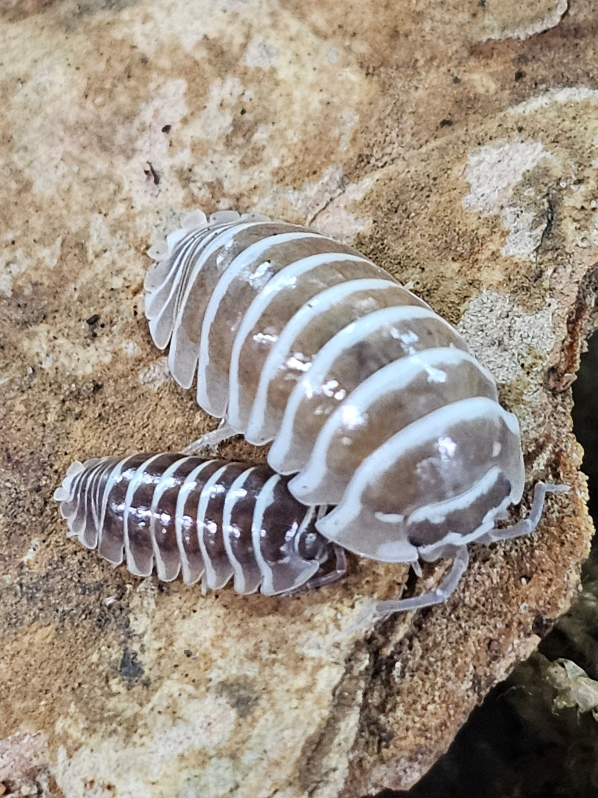 Armadilidium Maculatum Zebra Chocolate