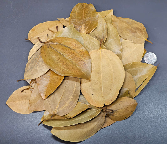 Feuilles de Cannelle (0.5 oz)