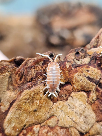 Porcellionides Pruinosus Creamsicle