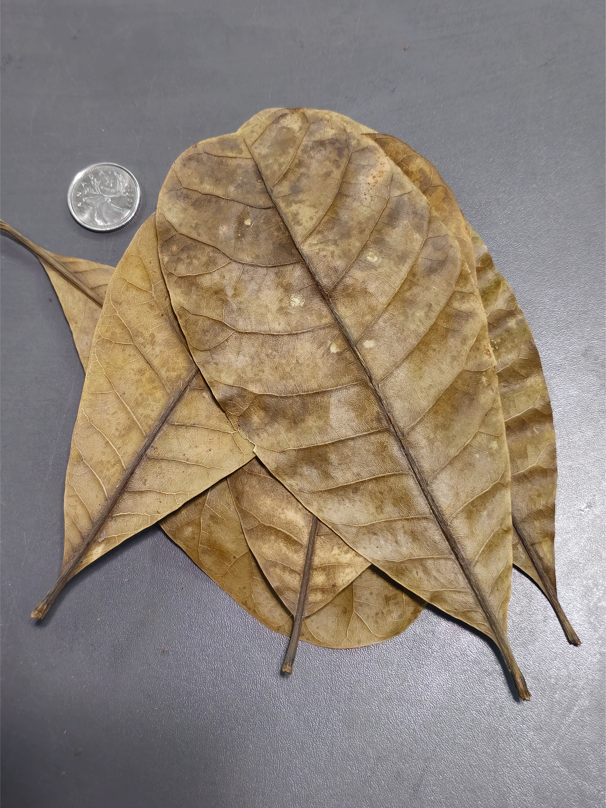 Feuilles de cajou (0.5 oz)