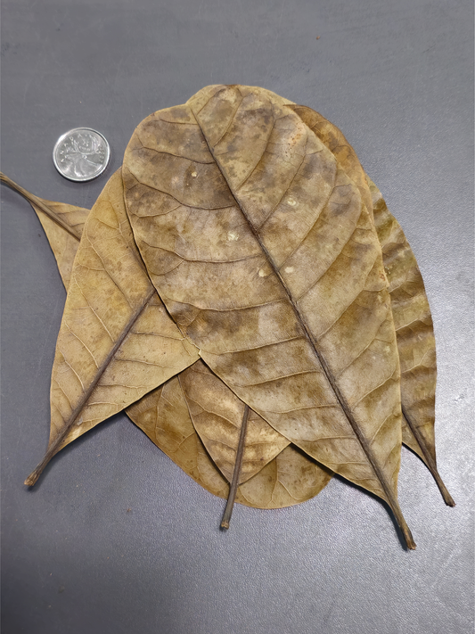 Feuilles de cajou (1.5 oz)