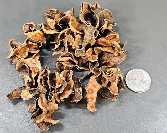 Gousse frisées (0.5oz)