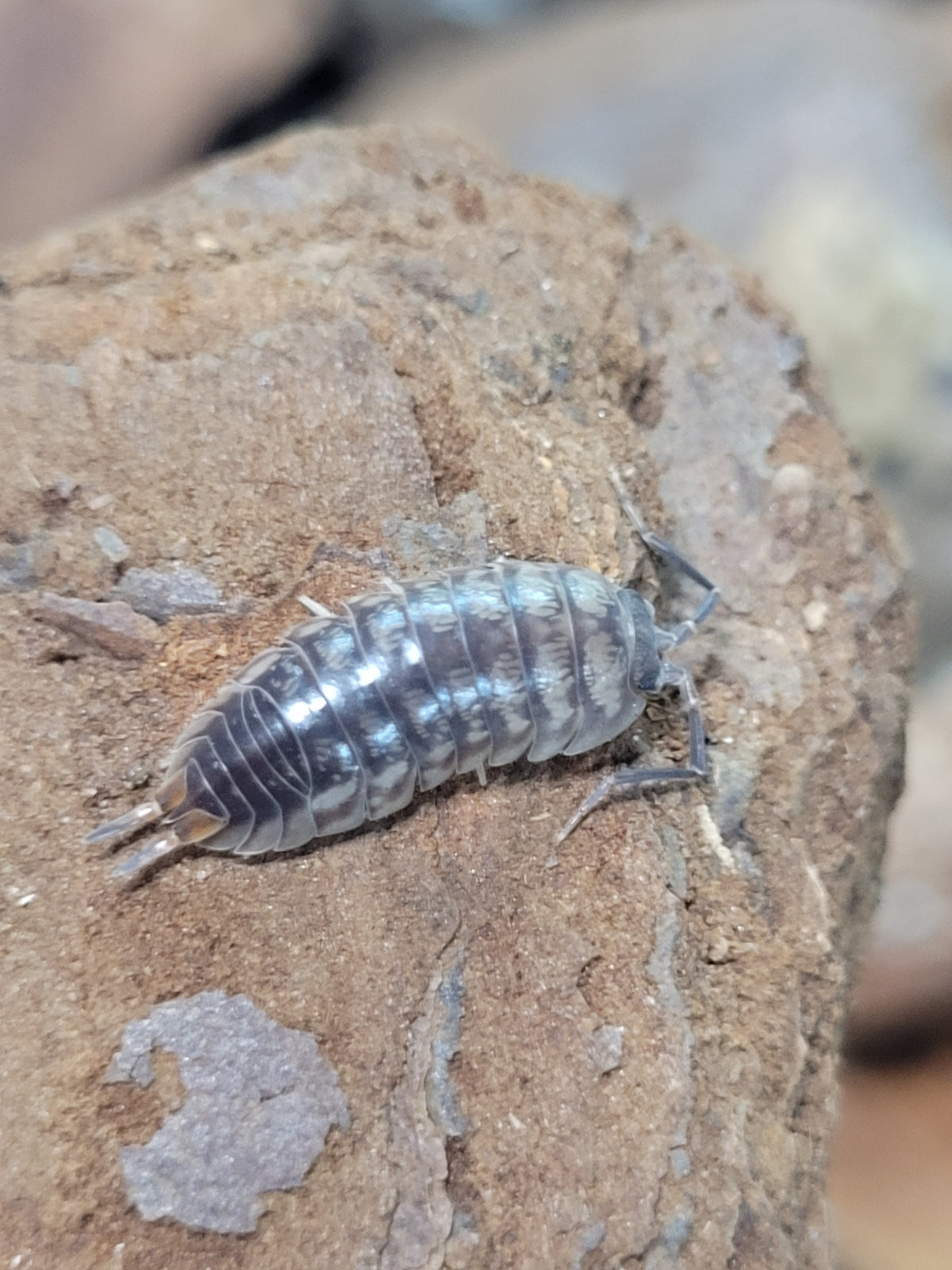 Cylisticus Convexus