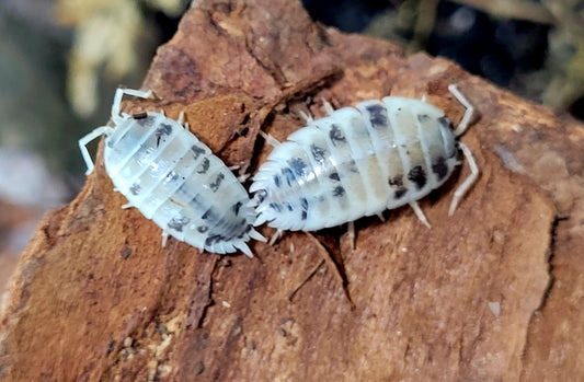 Porcellio Laevis Dairy Cow