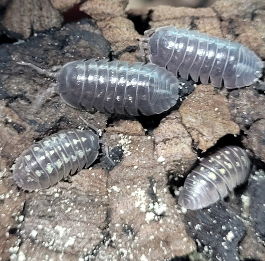 Armadillidium Depressum