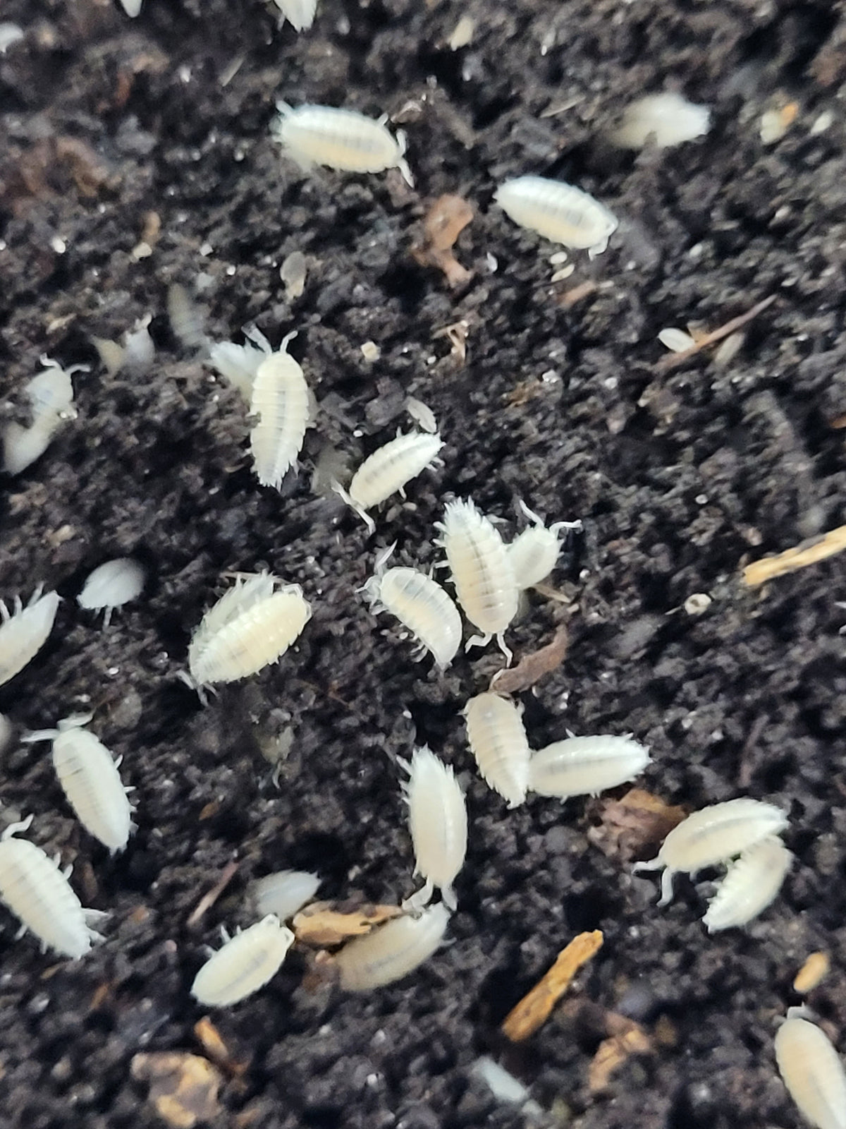 T. Tomentosa Dwarf White