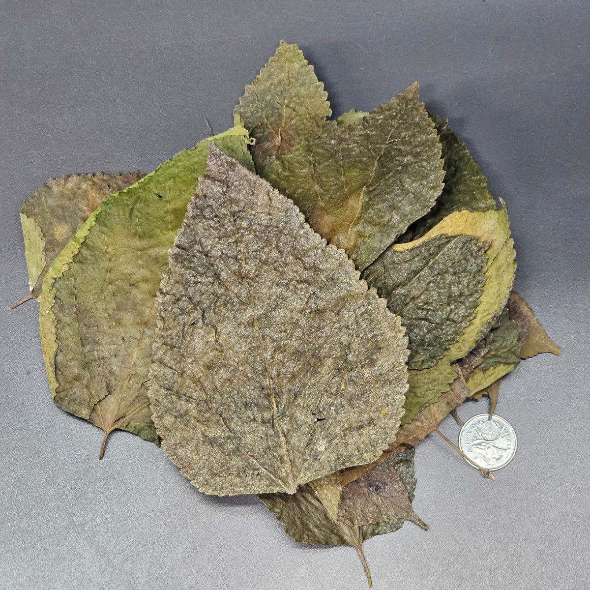 Feuilles de Murier (1.5 oz)