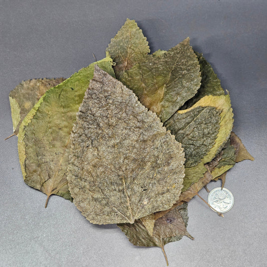 Feuilles de Murier (0.5 oz)