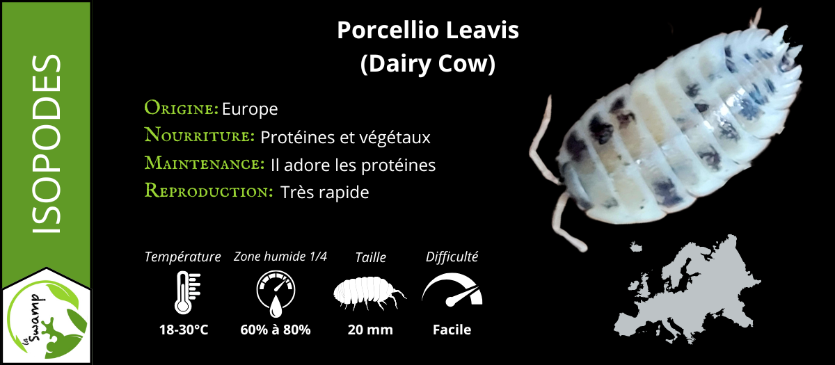 Porcellio Laevis Dairy Cow