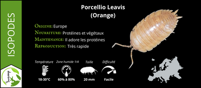 Porcellio Laevis Orange
