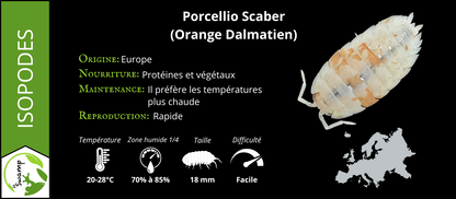 Porcellio Scaber Orange Dalmatian