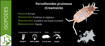 Porcellionides Pruinosus Creamsicle