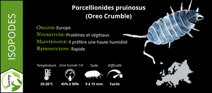 Porcellionides Pruinosus Oreo Crumble