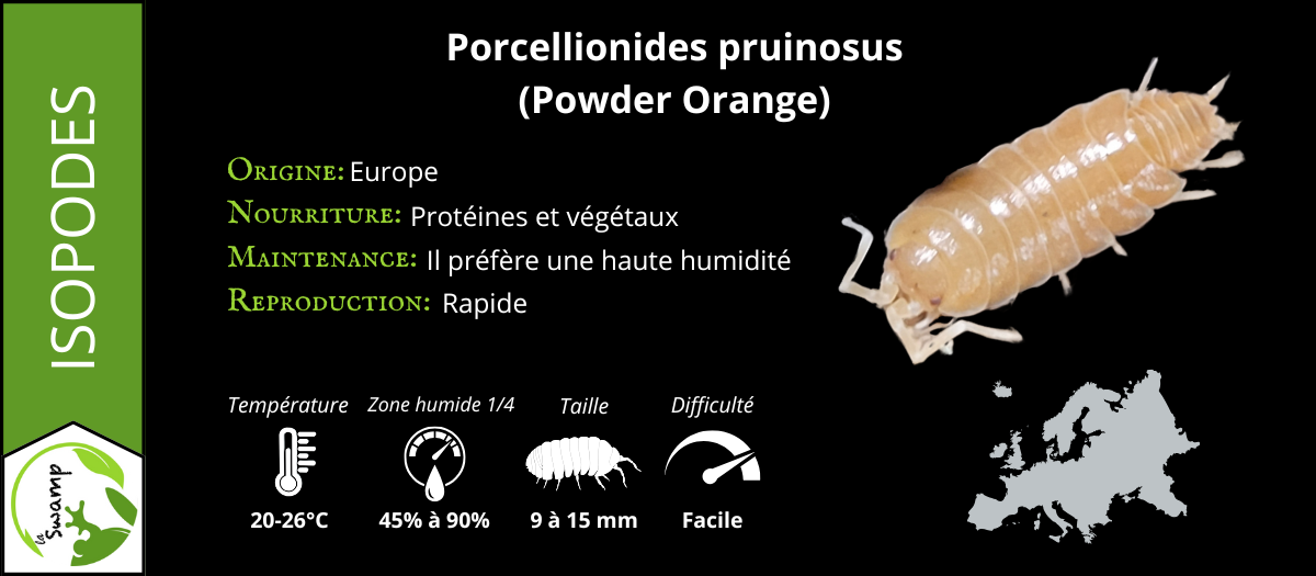 Porcellionides Pruinosus Orange Powder