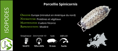Porcellio Spinicornis