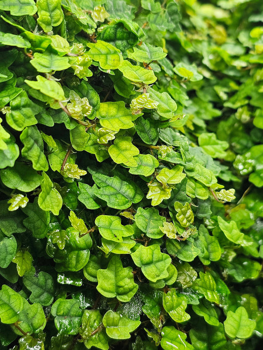 Ficus Oak leaf