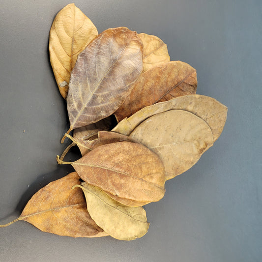 Feuilles de jacquier (1.5 oz)