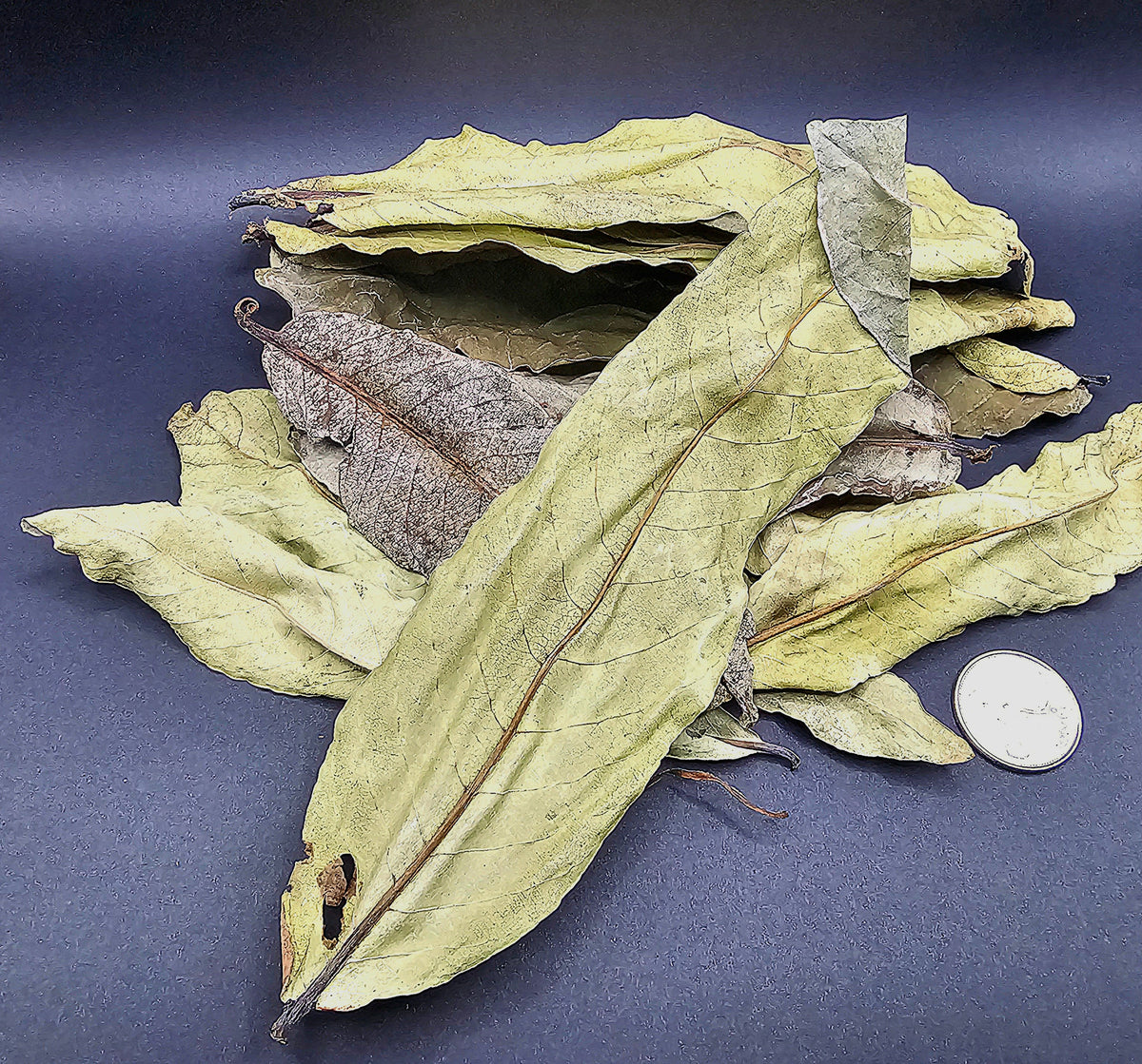 Feuilles de Kumbuk (0.5 oz)