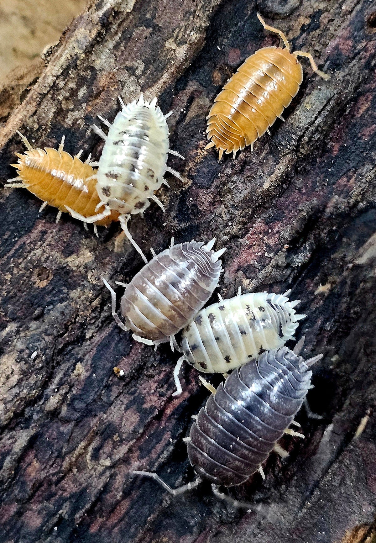 Porcellio Laevis ''Party Mix''