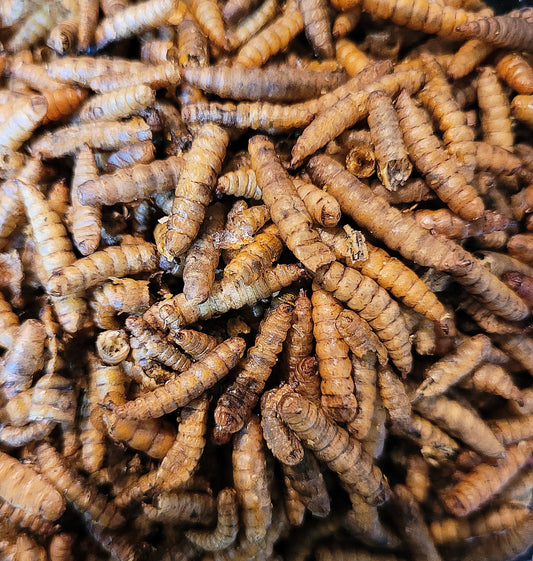 Larve de mouches soldat séchées (150g)
