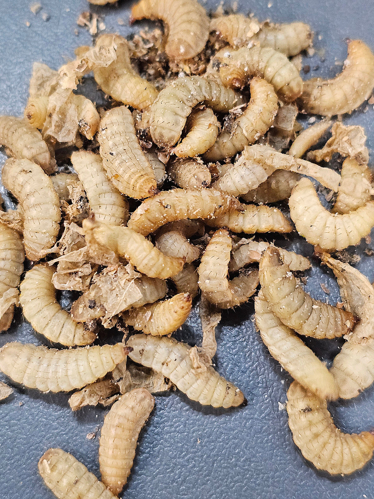 Larves de mouche soldat x500