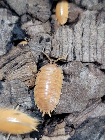 Porcellio Laevis Orange