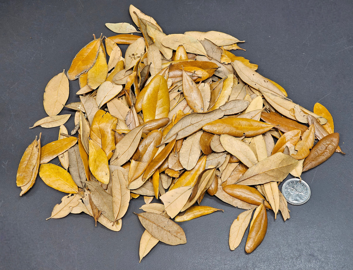 Feuilles de chênes de Virginie (1 oz)