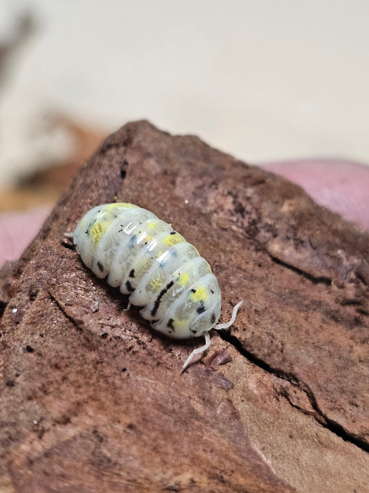 Armadillidium Vulgare Magic Potion (Japanese)