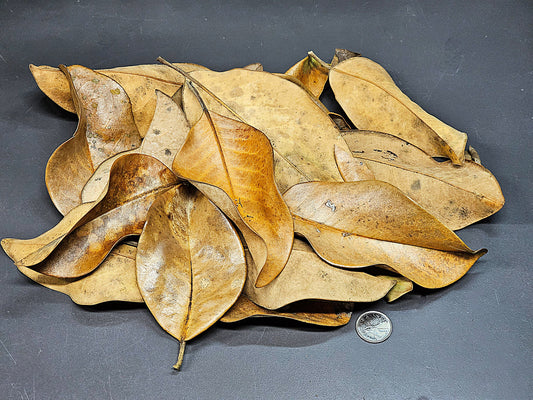 Feuilles de Magnolia (1 oz)