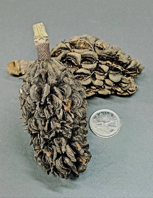 Gousses de magnolia (2x)